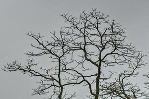 estructura similar a un fractal de las ramas de los árboles contra un cielo oscuro. foto