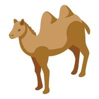 Bedouin camel icon isometric vector. Desert camp vector