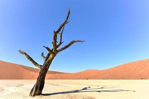 dead vlei, namibia foto