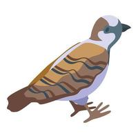 Funny sparrow icon isometric vector. Male bird vector