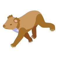 Moving koala icon isometric vector. Cute bear vector