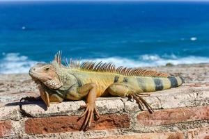 Iguana resting along the walls of El Morro Fortress in San Juan, Puerto Rico photo