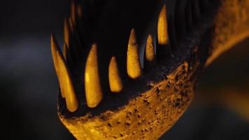 dichtbij omhoog van reusachtig roofdier dilophosaurusdinosaurus met scherp tanden video