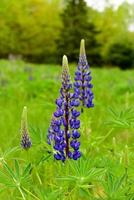 Fresh lupine close up blooming in spring. High lush purple lupine flowers, summer meadow in Maine. photo