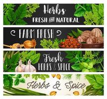 Spices and herbs, natural cooking seasonings vector