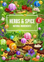 Vitamin contents in herbs, spices, food seasonings vector