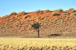 paisaje desértico - namibrand, namibia foto