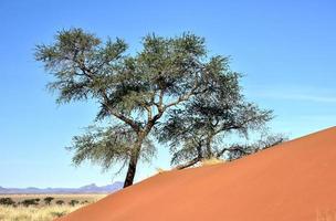 paisaje desértico - namibrand, namibia foto