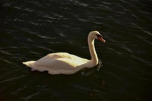 Swan swimming in the canal in Sheepshead Bay, Brooklyn, New York. photo