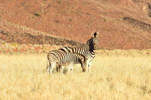 Desert Landscape - NamibRand, Namibia photo