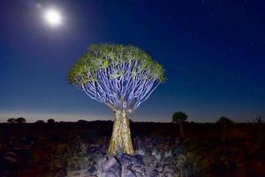 bosque de árboles carcaj - nambia foto