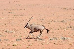 Oryx and Desert Landscape - NamibRand, Namibia photo