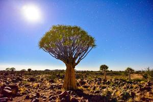 Quiver Tree Forest - Nambia photo