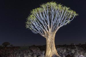 Quiver Tree Forest - Nambia photo