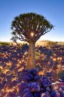 bosque de árboles carcaj - nambia foto