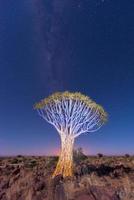 bosque de árboles carcaj - nambia foto