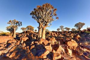 Quiver Tree Forest - Nambia photo