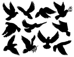 Pigeon or dove birds hold olive branch silhouettes vector