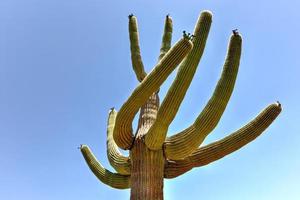 cactus masivo en el parque nacional saguaro en arizona. foto