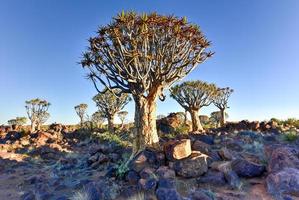 bosque de árboles carcaj - nambia foto