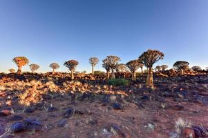 bosque de árboles carcaj - nambia foto