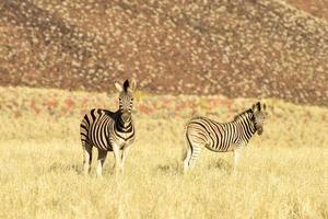 Desert Landscape - NamibRand, Namibia photo