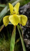 Flower in the Morning Dew photo