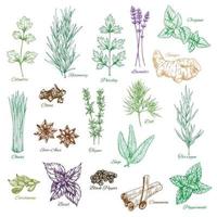 Vector icons set of spices and herbs seasonings