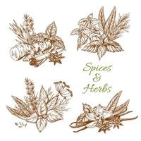 Spices or herbs vector sketch seasonings