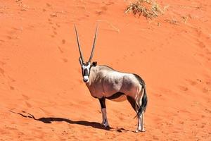 oryx y paisaje desértico - namibrand, namibia foto