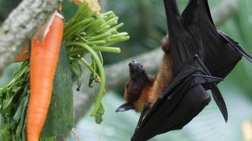 A bat hanging from a branch video