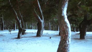 hermosa madera de invierno cubierta de nieve video