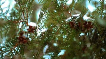 close up of Branch evergreen fir tree covered in the snow at winter video