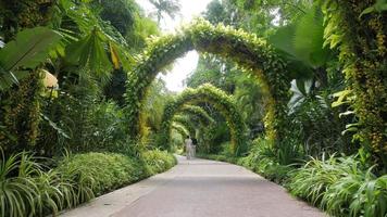pasarela de arco verde del jardín nacional de orquídeas en singapur video