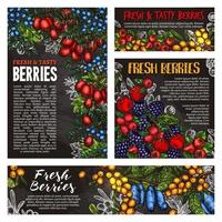 Wild forest and farm berry fruits vector