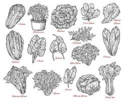 Salad leaves and vegetable vector sketches