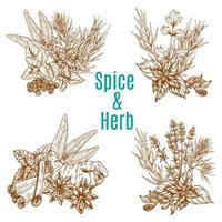 Vector poster of spices or herbs sketch seasonings