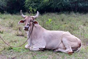 vaca cubana en el campo en viñales, cuba. foto