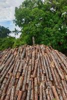 pira de madera en preparación para la creación de carbón vegetal a partir de troncos de pino en viñales, cuba. foto