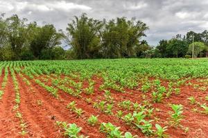 plantación de tabaco en el valle de viñales, al norte de cuba. foto