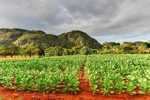 Tobacco plantation in the Vinales valley, north of Cuba. photo