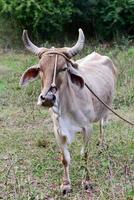 vaca cubana en el campo en viñales, cuba. foto