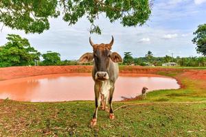 vaca cubana en el campo en viñales, cuba. foto