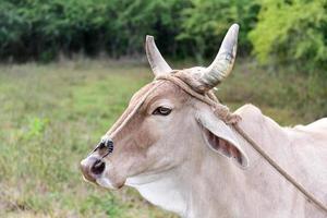 vaca cubana en el campo en viñales, cuba. foto