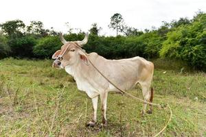 vaca cubana en el campo en viñales, cuba. foto