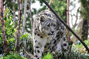 el leopardo de las nieves u onza es un gran felino originario de las cadenas montañosas del centro y sur de asia. foto