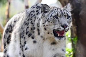 The snow leopard or ounce is a large cat native to the mountain ranges of Central and South Asia. photo