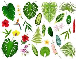 Tropical exotic plants and flowers leaf, vector