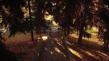 Bunte Blätter an den Bäumen im Park an einem warmen Herbsttag video