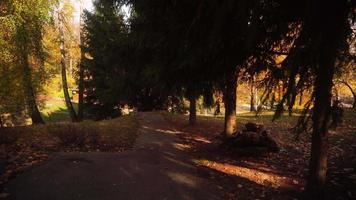 colorato le foglie su il alberi nel il parco su un' caldo autunno giorno video